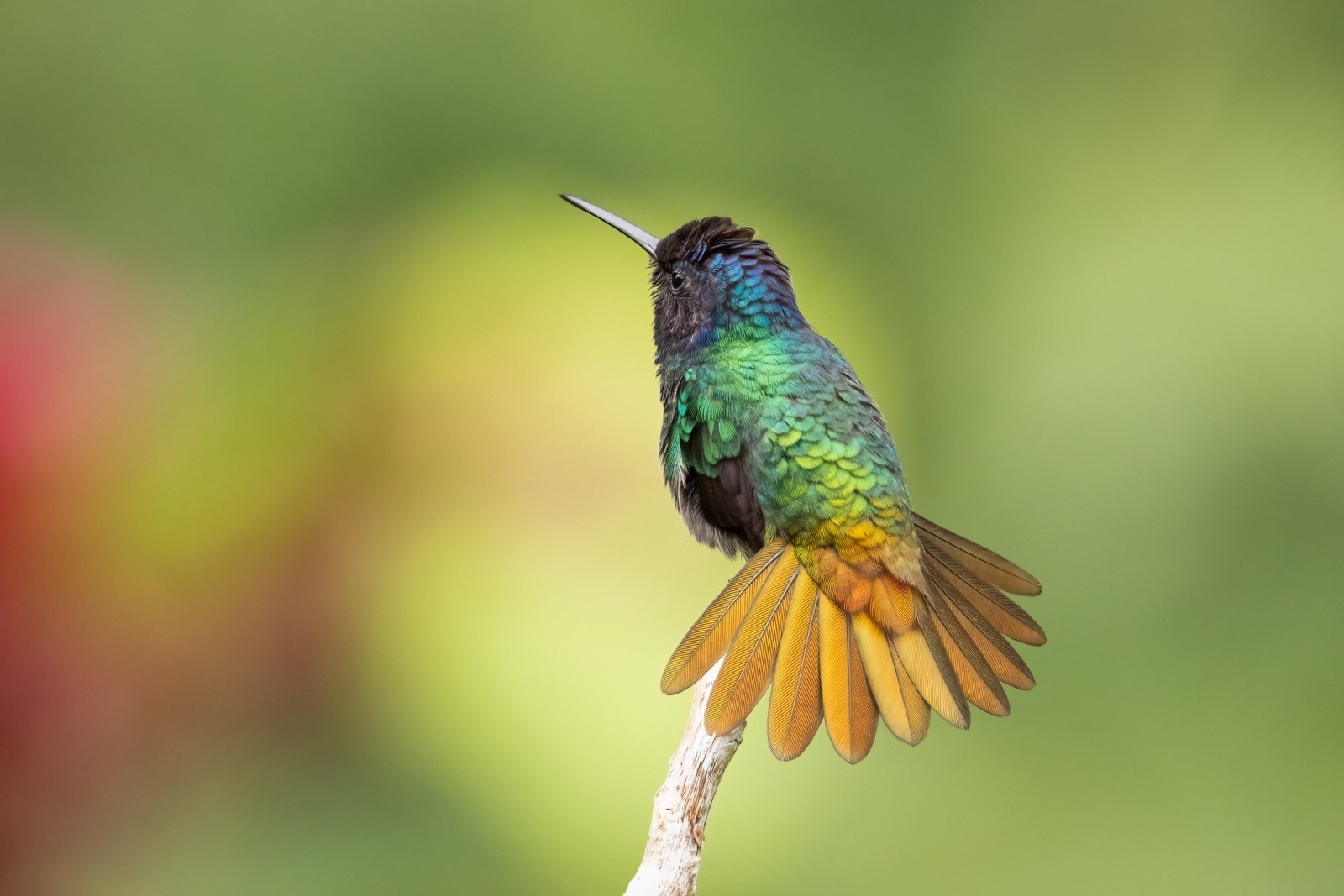 image Golden-tailed Sapphire